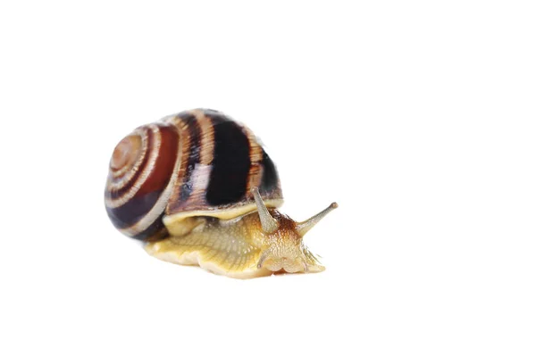 Braune Schnecke auf weißem Grund — Stockfoto