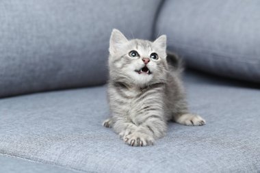 Güzel kedi ekose üzerinde yalan