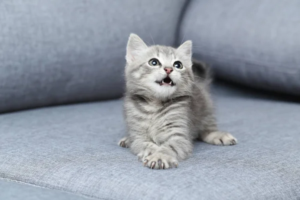 Hermoso gato acostado en cuadros —  Fotos de Stock