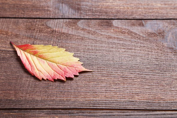 Feuille d'automne sur table en bois — Photo