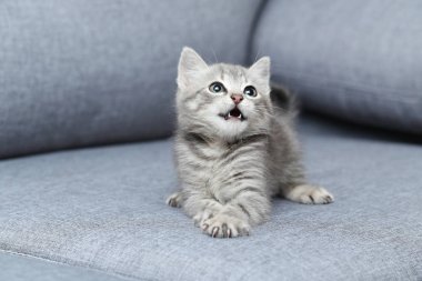 Güzel küçük kedi  