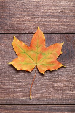 masada sonbahar yaprak