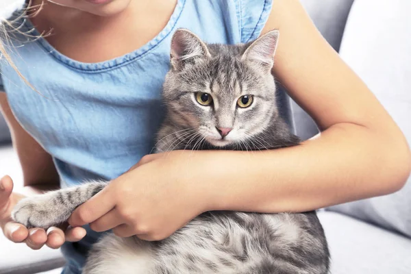 Beautiful grey cat — Stock Photo, Image