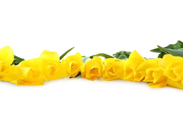 Żółte tulipany odizolowane na białym tle — Zdjęcie stockowe