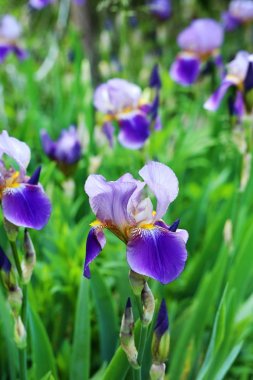 Güzel bahar çiçekleri 