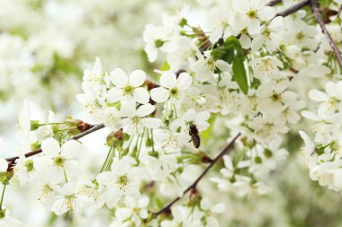 çiçekli ağaç dalları 