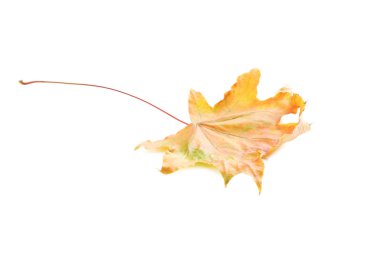 renkli sonbahar yaprak 