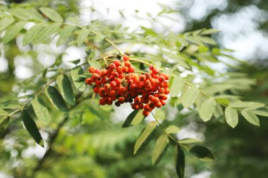 Üvez meyveleri demet 