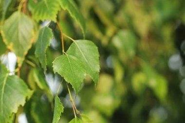 yeşil ağaç yaprakları