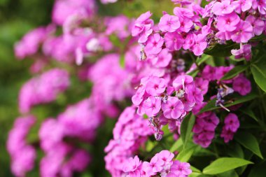 Güzel bahar çiçekleri