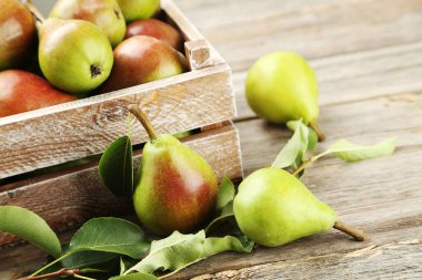 yeşil yaprakları ile olgun armut