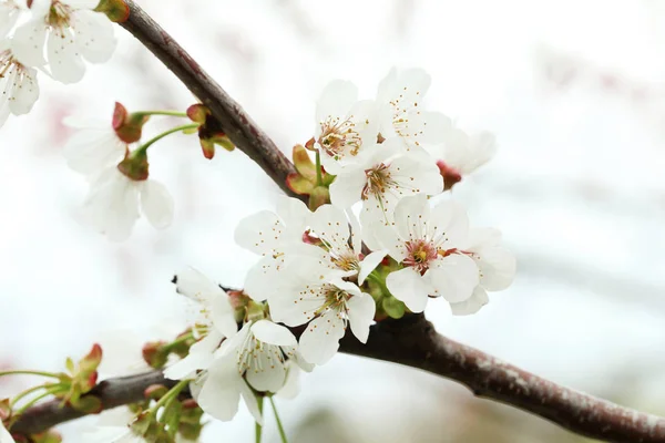 Tree branches with flowers — Stock Photo, Image