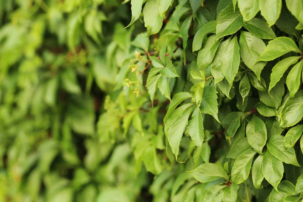 Folhas de árvores verdes — Fotografia de Stock