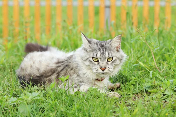 Maine Coon gato — Foto de Stock