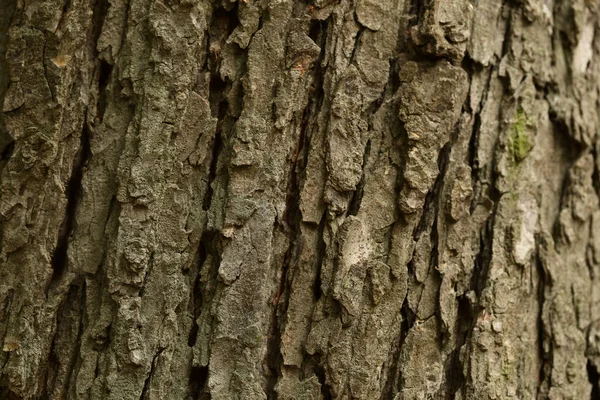 Struktura kůry stromu — Stock fotografie