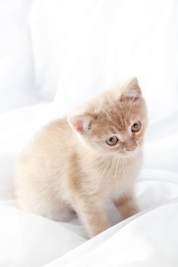 Tatlı kızıl kedi yavrusu. 