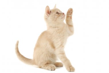 Tatlı kızıl kedi yavrusu. 