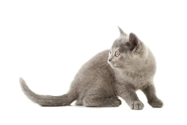 ลูกแมวสีเทาน่ารัก — ภาพถ่ายสต็อก