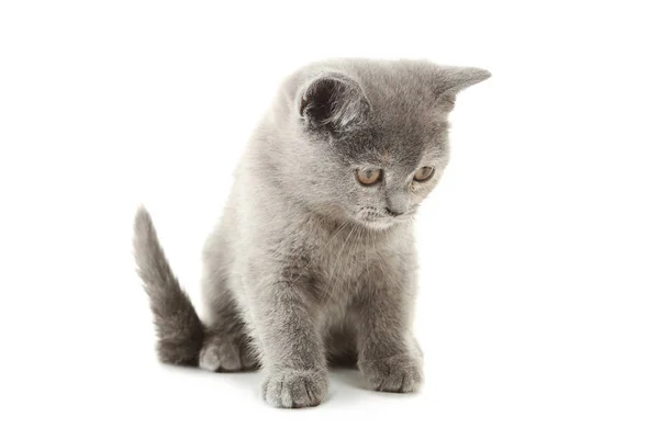 Милий кошеня сірий — стокове фото