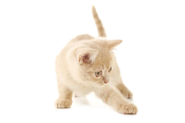 Cute ginger kitten — Stock Photo, Image