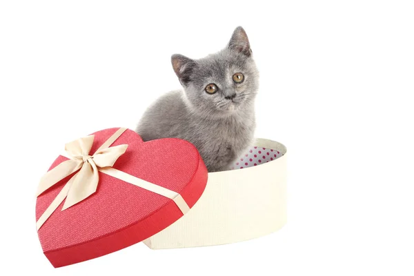 Cute grey kitten — Stock Photo, Image