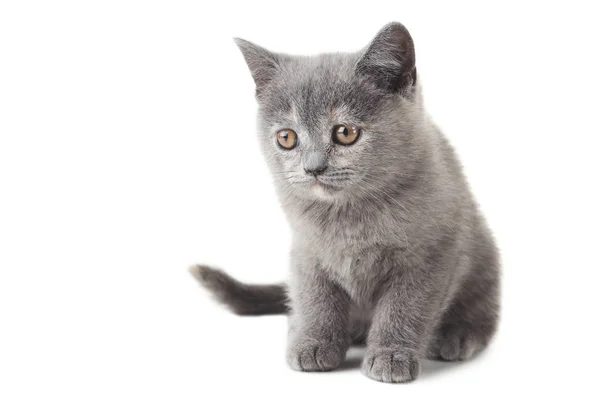 Cute grey kitten — Stock Photo, Image