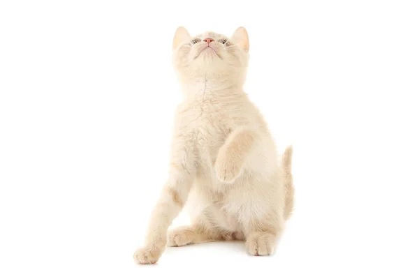 Lindo gatito jengibre — Foto de Stock