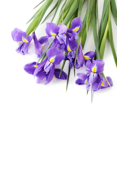 Bouquet di fiori di Iris — Foto Stock