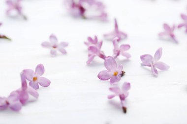 Eflatun çiçekler çok güzel 