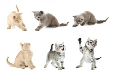 Kolaj in şirin yavru kedi