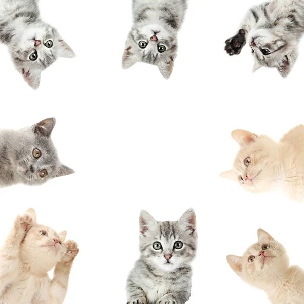 Collage of cute kittens — Stock Photo, Image