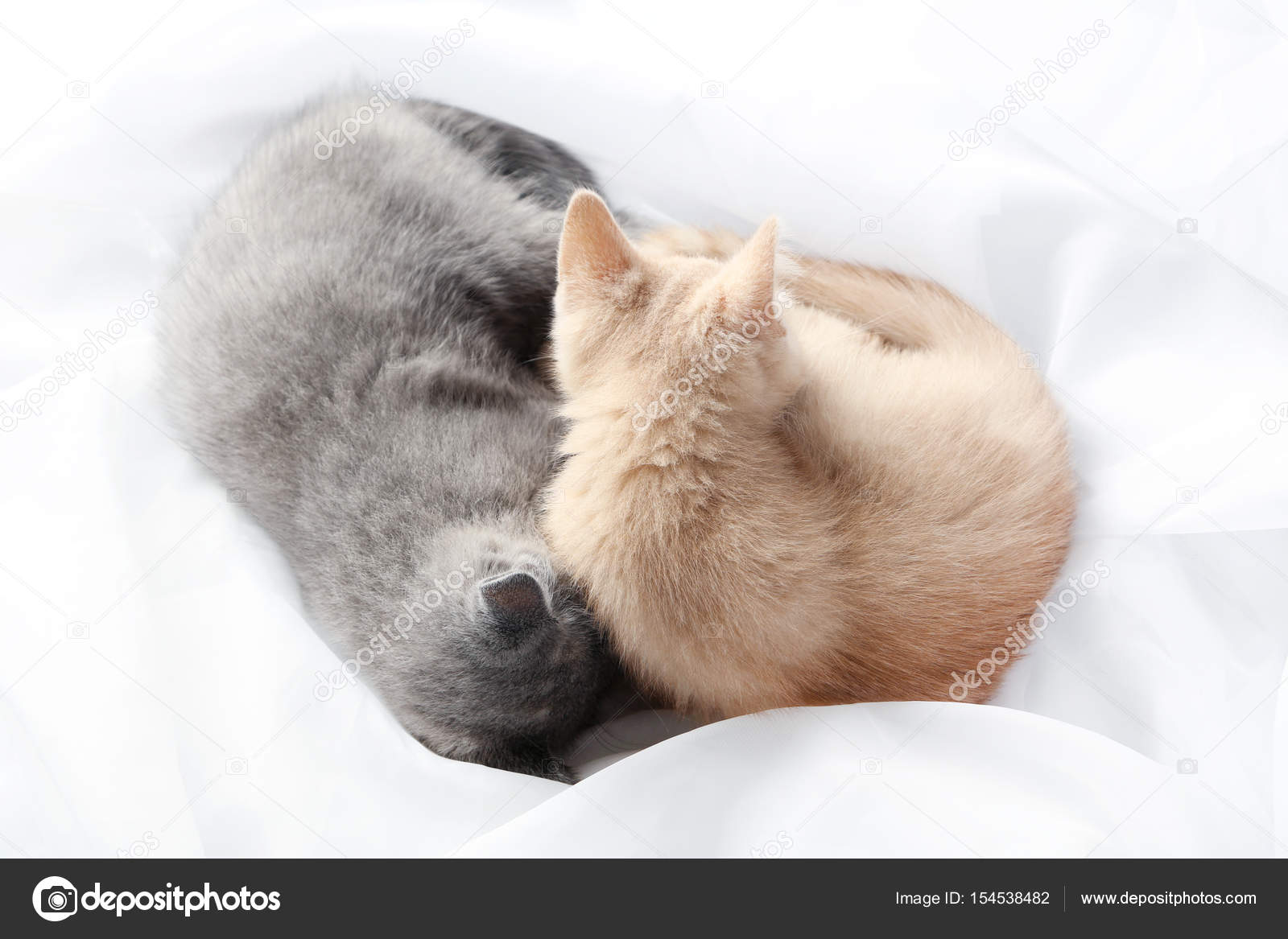 Ginger And Grey Kittens Stock Photo C 5seconds 154538482
