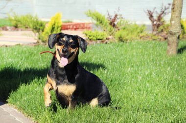 Güzel siyah dachshund 