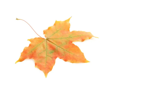 Suchy liść jesienny — Zdjęcie stockowe