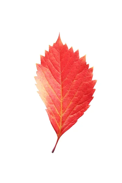 乾いた紅葉 — ストック写真