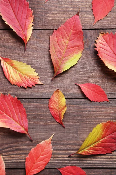 Suche liście jesieni — Zdjęcie stockowe