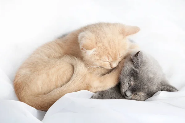 Ginger y gatitos grises —  Fotos de Stock