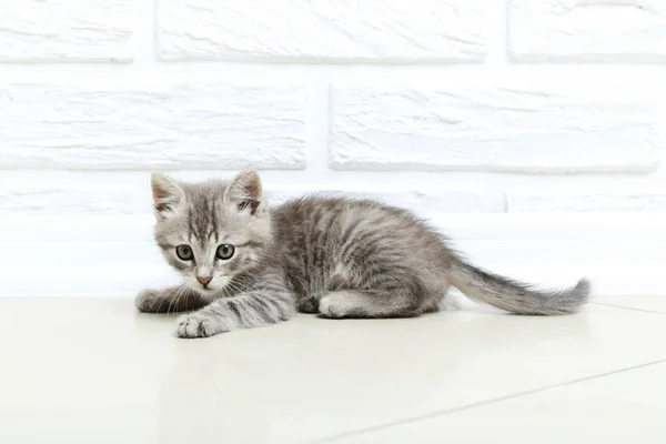 Όμορφη μικρή γάτα — Φωτογραφία Αρχείου