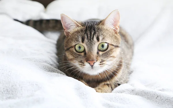 Gato deitado em xadrez — Fotografia de Stock