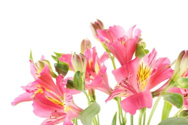 Pembe alstromerya çiçekleri