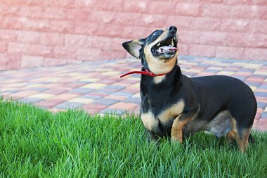 siyah dachshund köpek