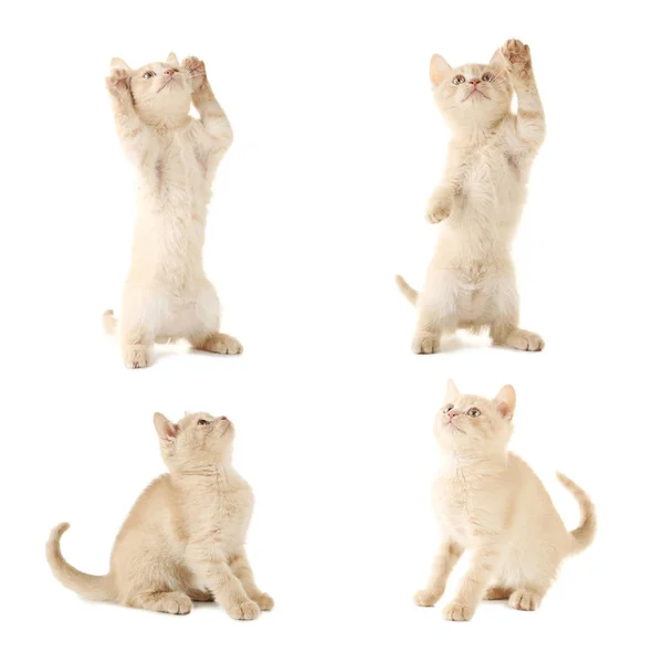 Cute ginger kitten — Stock Photo, Image