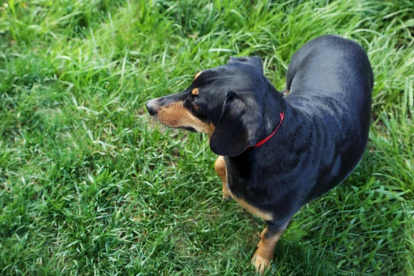 Μαύρο είδος γερμανικού κυνηγετικού σκύλου σκύλος — Φωτογραφία Αρχείου