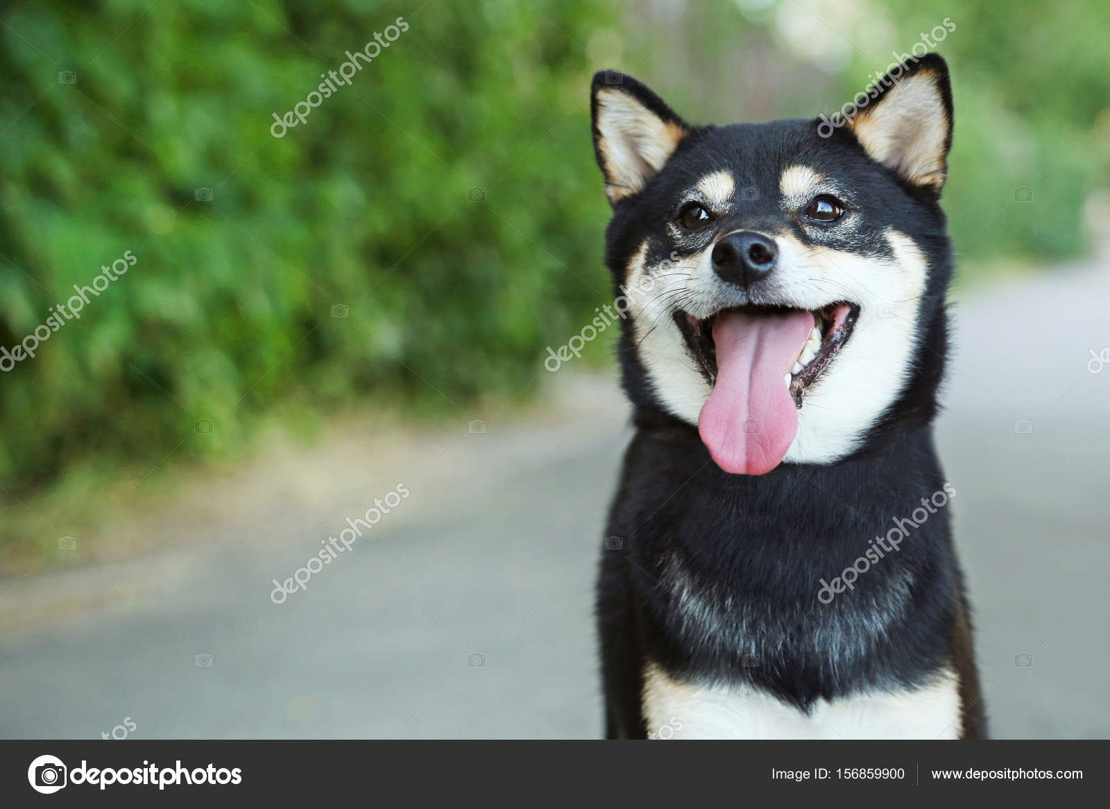 Black Shiba Inu Dog Stock Photo By C 5seconds