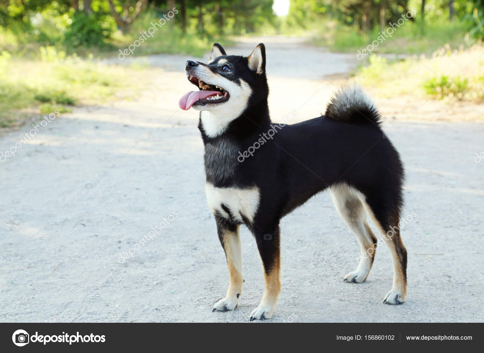 Schwarzer shiba inu Hund - Stockfotografie: lizenzfreie Fotos © 5seconds  156860102 | Depositphotos