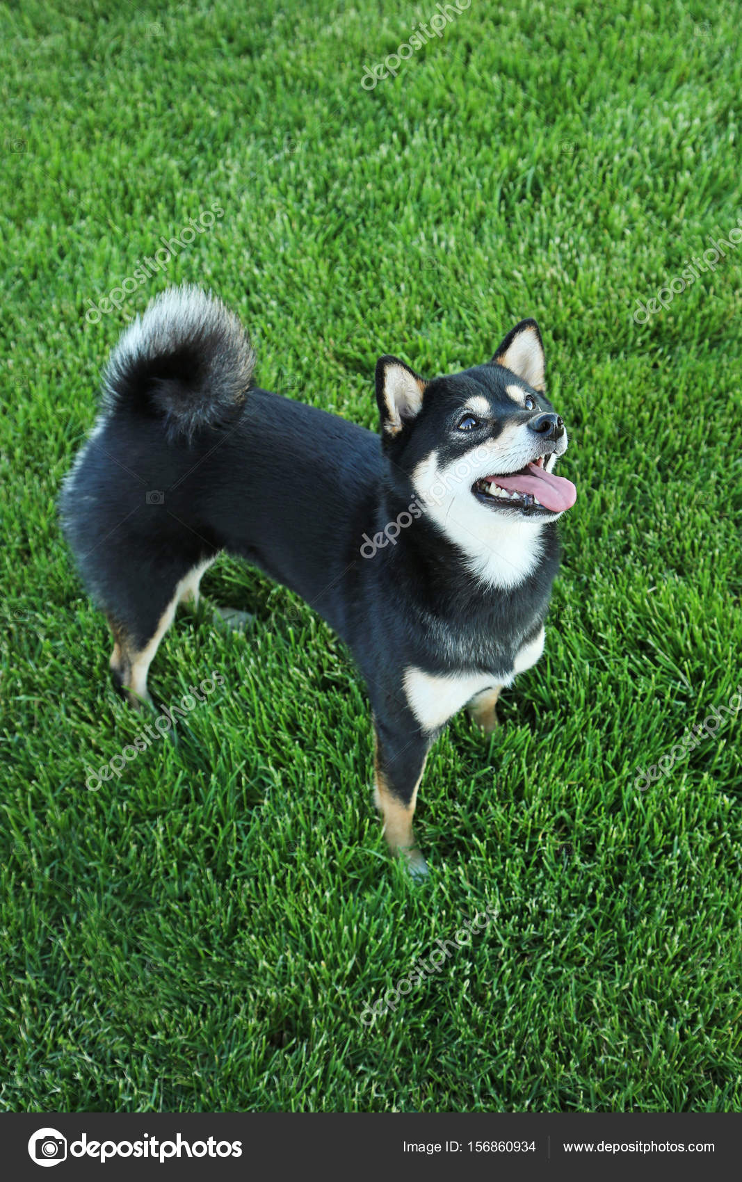 Schwarzer shiba inu Hund - Stockfotografie: lizenzfreie Fotos © 5seconds  156860934 | Depositphotos