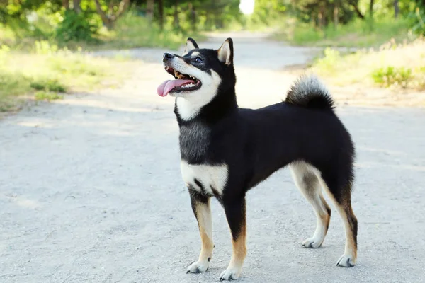 Siyah shiba Inu köpek — Stok fotoğraf