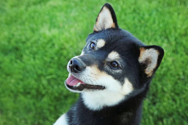 Negro shiba inu perro —  Fotos de Stock