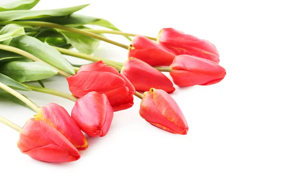 Piękne czerwone tulipany — Zdjęcie stockowe