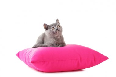 Pembe yastık üzerinde Gri kedi yavrusu